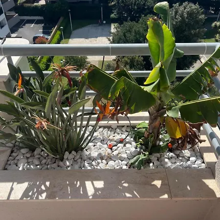 Med Vista